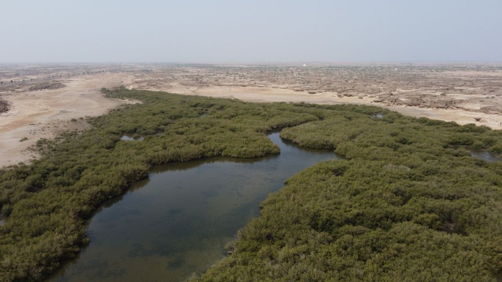 غابات الحرجة (نخلة المجنونة)