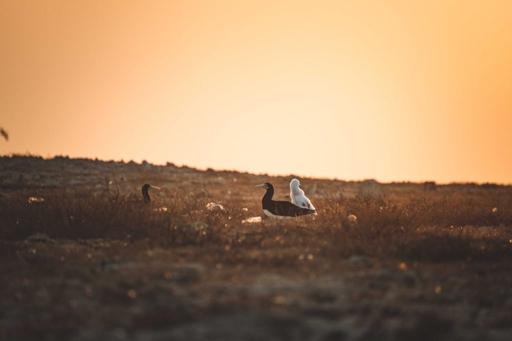 محمية جازان البحرية